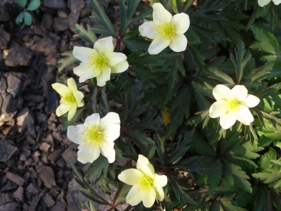 Anemone x lipsiensis 'Pallida'